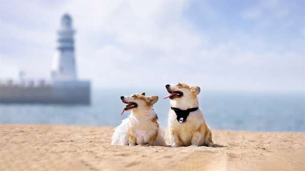 可愛(ài)的萌寵狗狗高清圖片